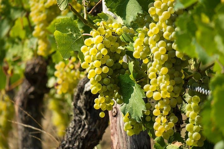 Chablis-Burgundy Wine Day from Paris with 8 Tastings & Lunch — photo 3
