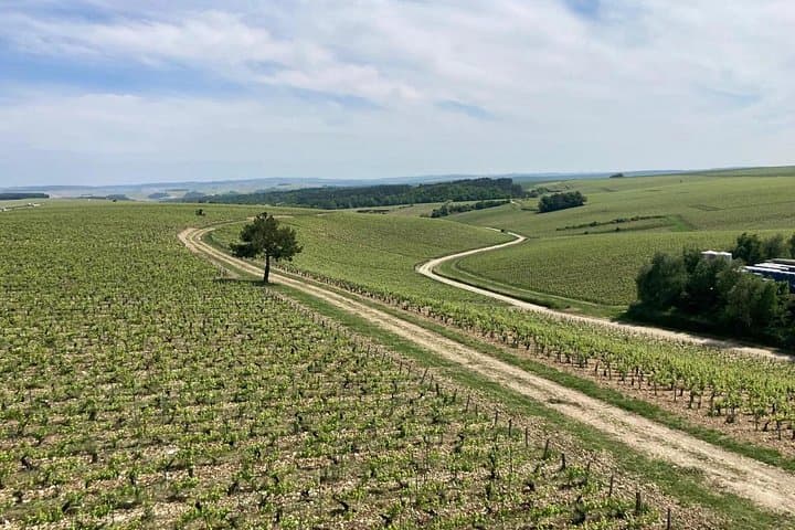 Chablis-Burgundy Wine Day from Paris with 8 Tastings & Lunch — photo 12