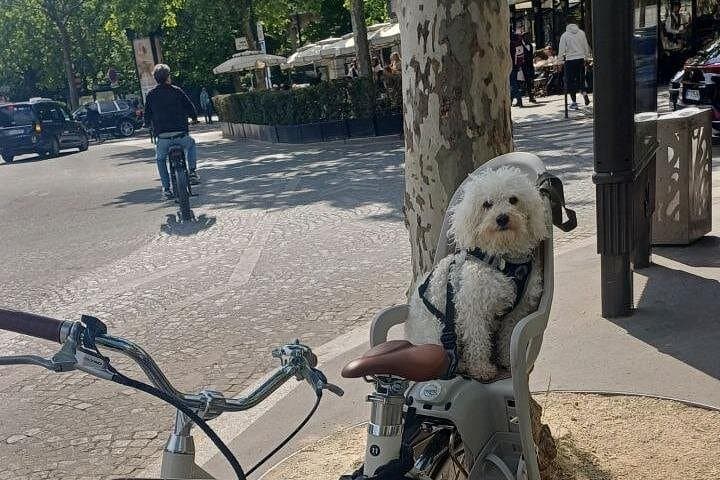 Explore Paris with A Comfortable Bike Tour Ride — photo 7