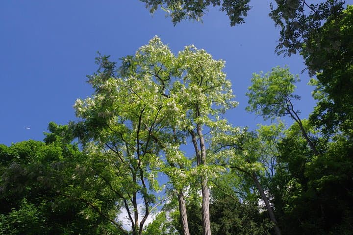 "Roots" the path of the last painting — photo 4