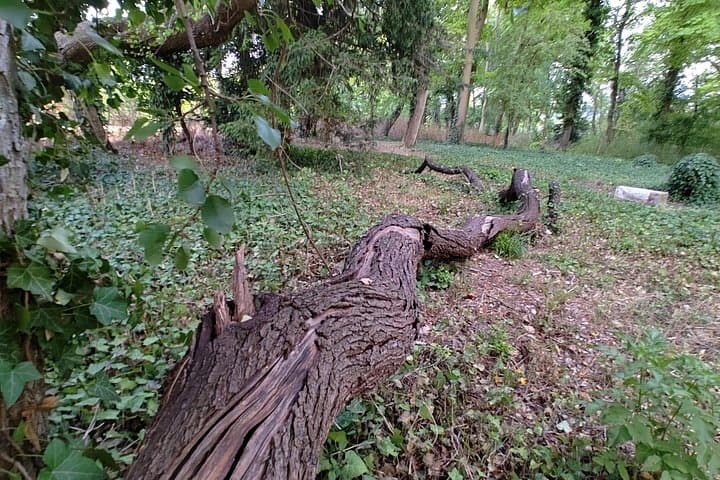"Roots" the path of the last painting — photo 7