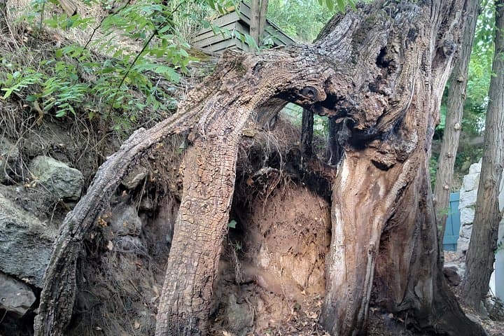 "Roots" the path of the last painting — photo 11