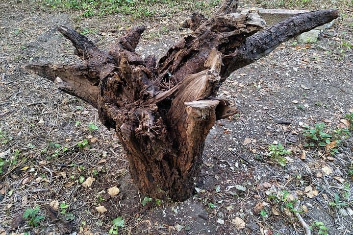 "Roots" the path of the last painting — photo 12