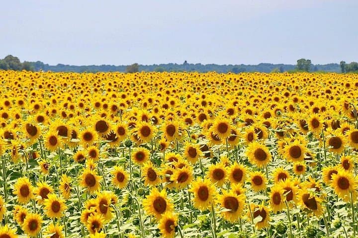 Loire Valley Day Trip from Paris with Small Group — photo 8