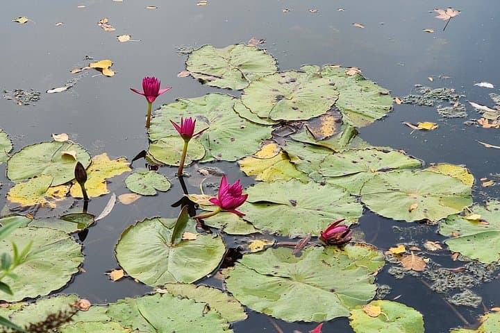 Claude Monet guided daytrip to Giverny, Vernon, Rouen from Paris — photo 17