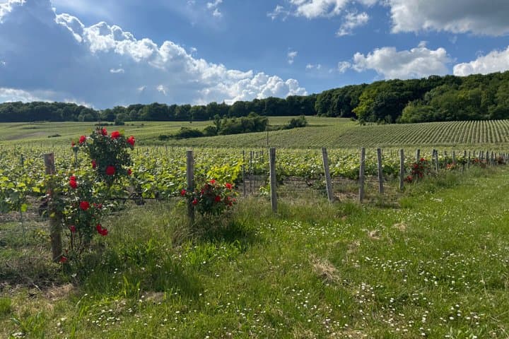 Champagne vineyards & cellars tour with Sommelier from Paris — photo 8