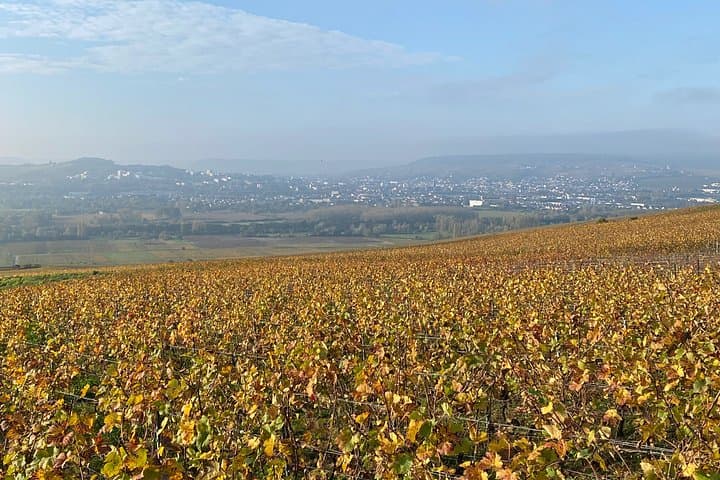 Champagne vineyards & cellars tour with Sommelier from Paris — photo 10