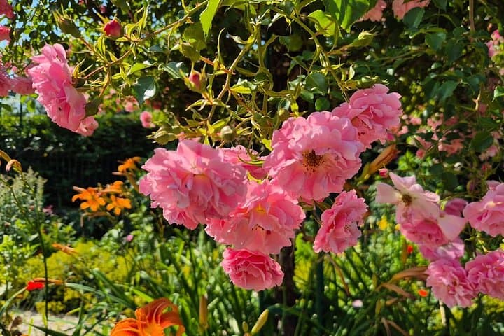 Paris to Giverny Half Day Trip Monet's House & Gardens by Minivan — photo 13