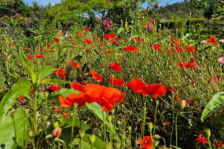 Paris to Giverny Half Day Trip Monet's House & Gardens by Minivan — photo 14