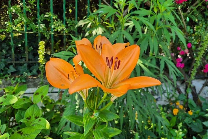 Paris to Giverny Half Day Trip Monet's House & Gardens by Minivan — photo 12