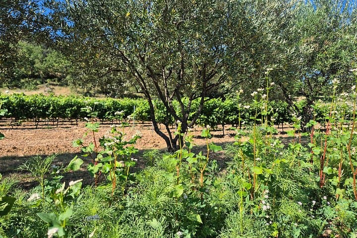 The Living Vines Guided Tour and Organic Wine Tasting