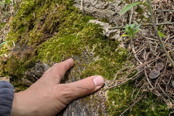 "Roots" the path of the last painting — photo 15