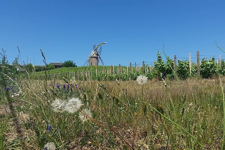 Beaujolais Region Wine Tasting Private Day Tour from Lyon