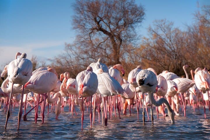 Camargue Small-Group Day Trip from Avignon