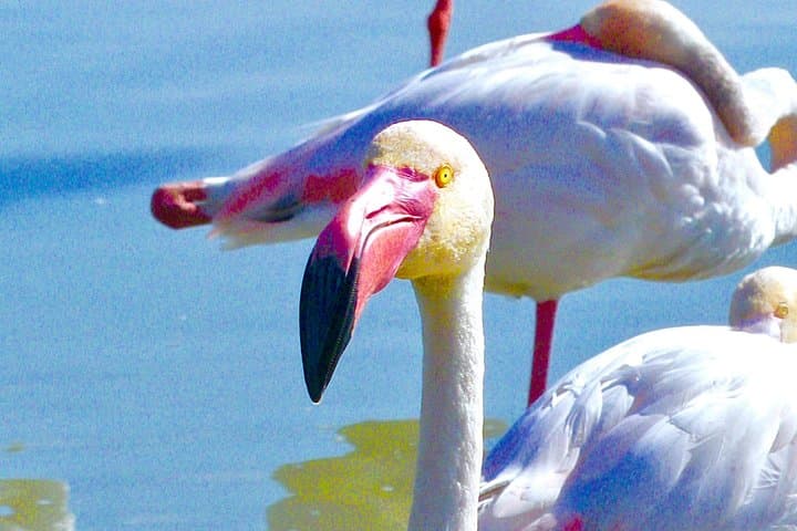Arles and Camargue Full-Day Tour including Aigues Mortes
