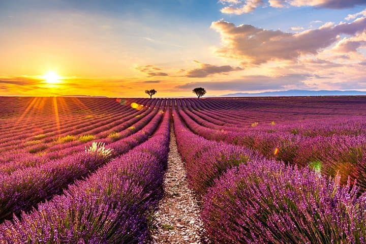 Visit the Gorges du Verdon, the lavenders (in June) and Moustiers.