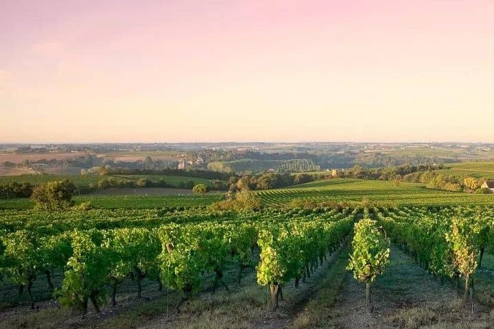 Côte de Nuits Half Day Wine Tour from Dijon