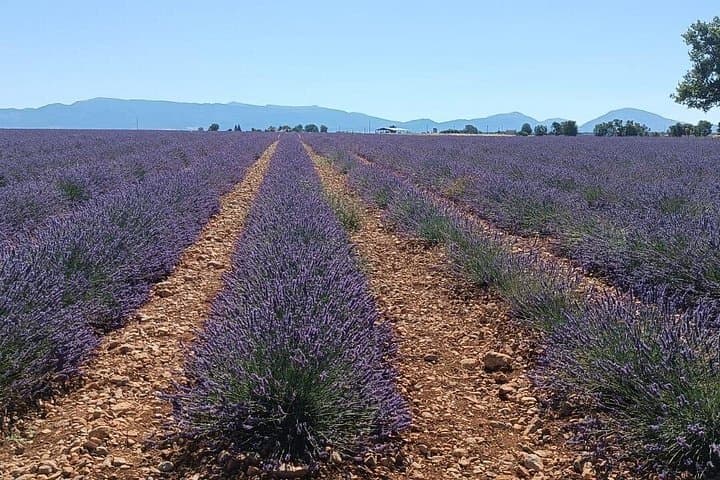 Provencal Elegance Lavender Olive Oil and Pistachio