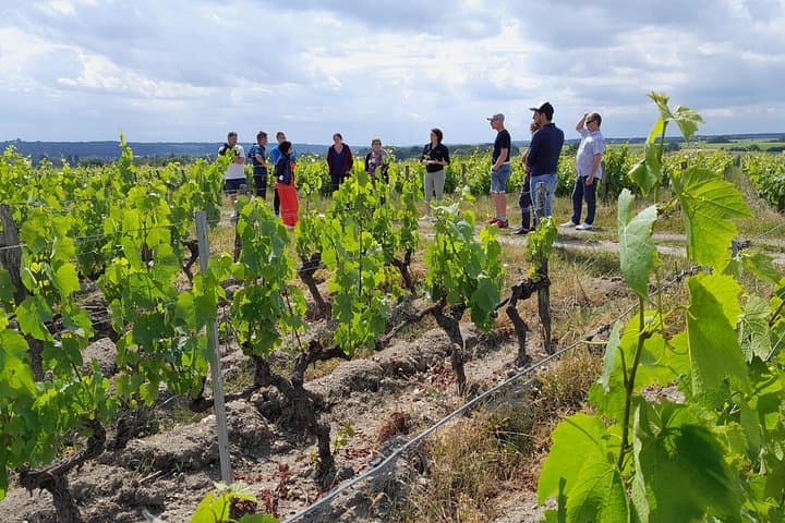Commented walk between Sauvignon and Gamay