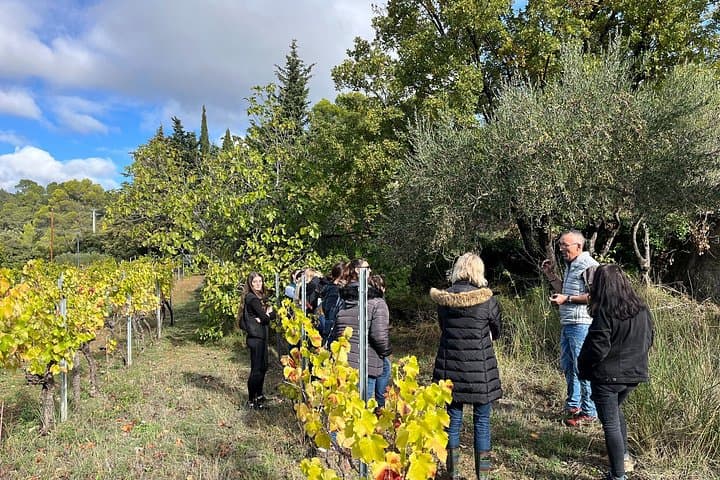 Visit of the Olive grove and tasting in Cotignac