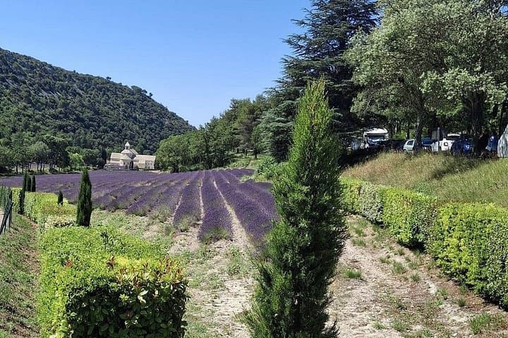 Provencal Elegance: Lavender & Olive Oil tasting