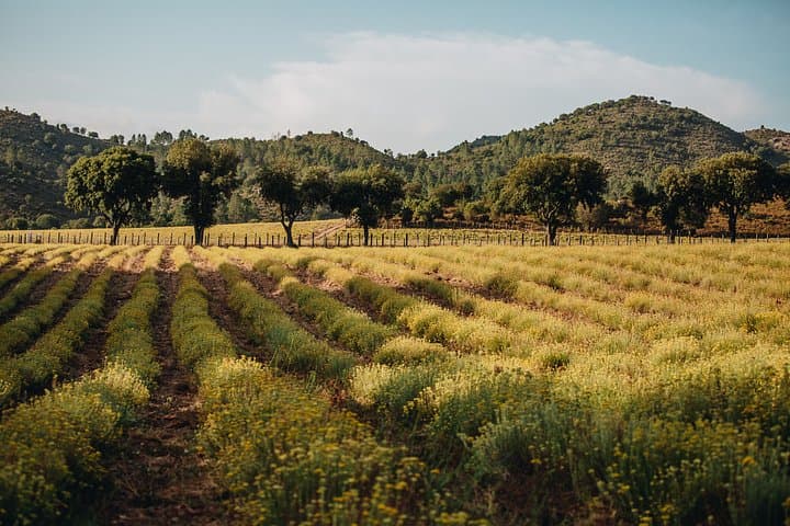 Visit to a distillery of Corsican Essential Oils