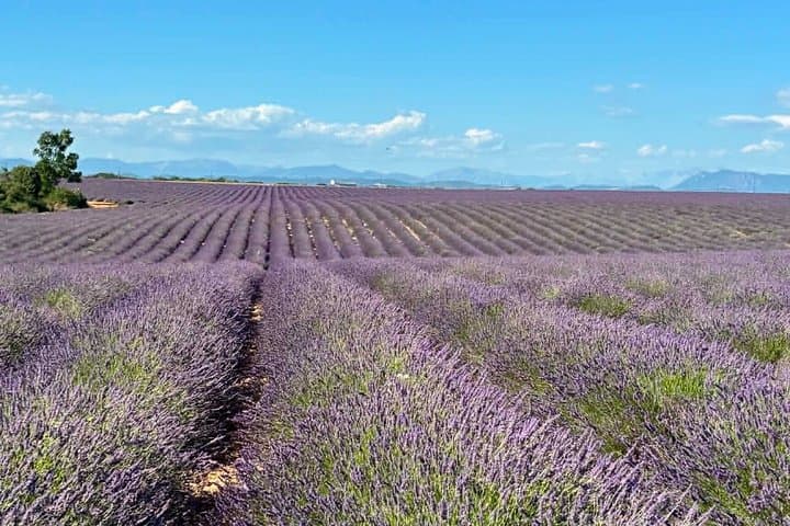 Verdon Gorges and Valensole Lavender Motorcycle Tour from Nice